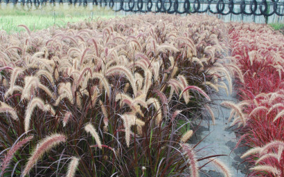 pennisetum setaceum "rubrum"